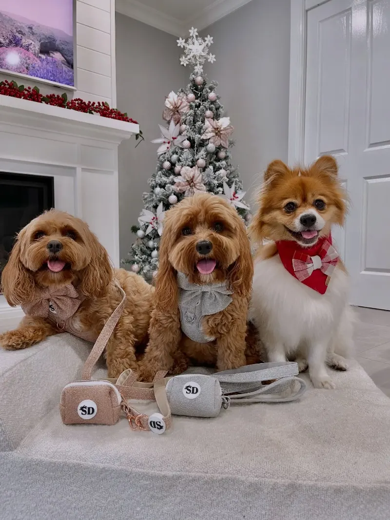 Flocked Christmas Tree with Blush Baubles, Soft Poinsettias, and Coordinated Dog Accessories