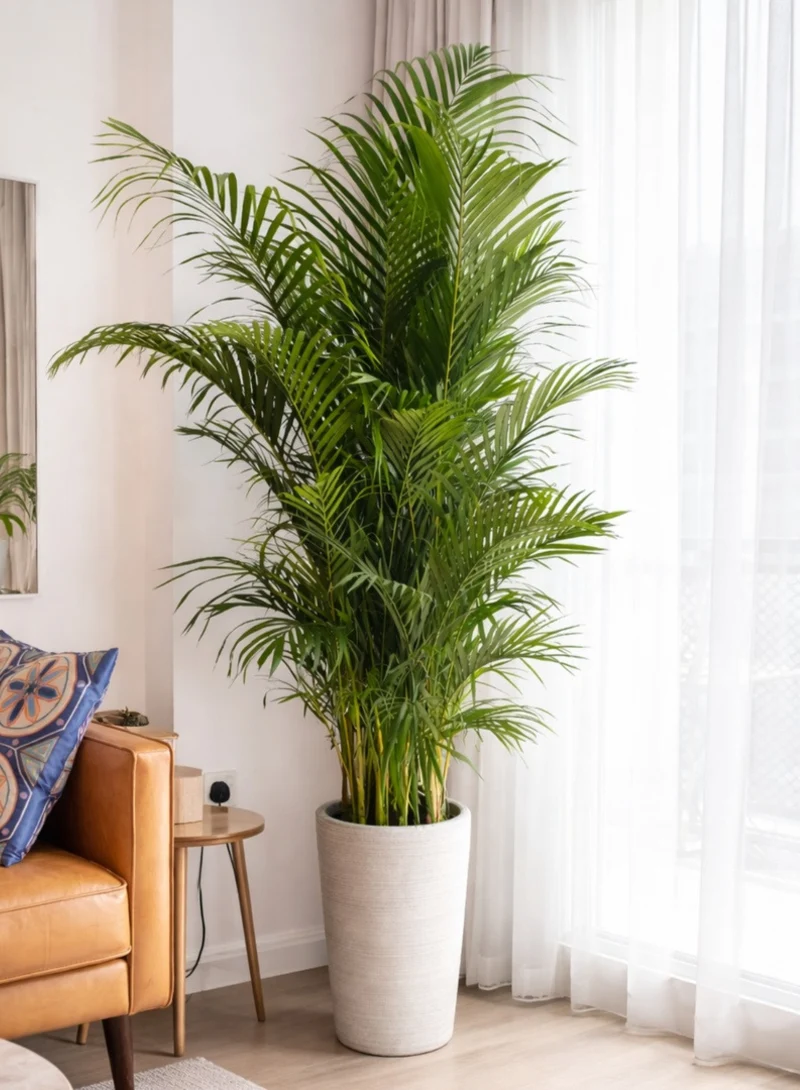 Fluffy Areca Palm in a Tall Light Grey Concrete Pot Beside a Cognac Leather Sofa