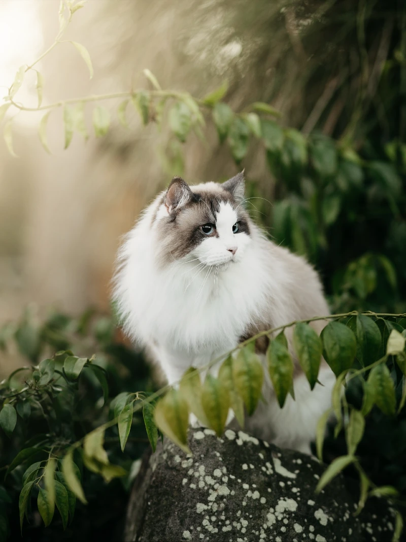 Fluffy Ragdoll Perched Among Foliage