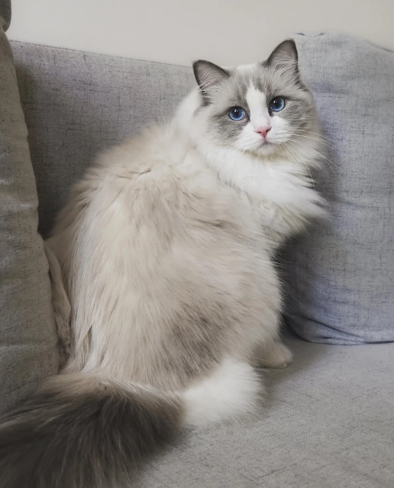 Fluffy Ragdoll Relaxing on a Neutral Sofa