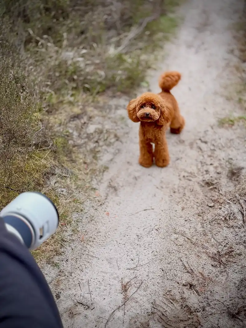 Fluffy Teddy Bear Groomed Poodle on a Sandy Woodland Trail