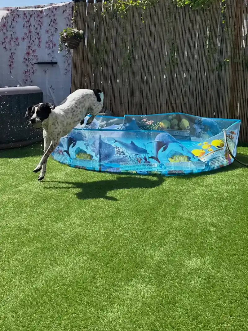 Foldable Ocean-Themed Dog Pool on Artificial Turf with Bamboo Fence Backdrop
