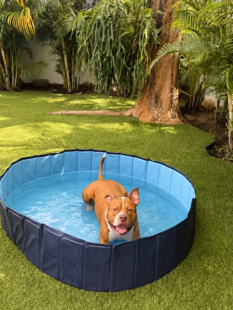 Foldable Paneled Pet Pool on Vibrant Artificial Turf