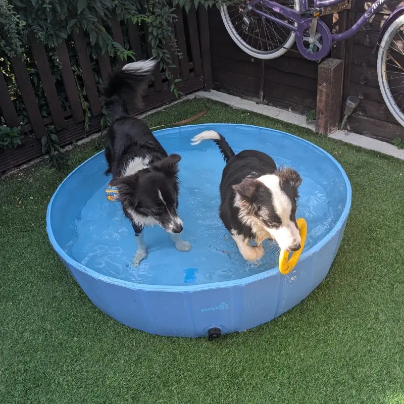 Foldable Portable Basin on Artificial Turf