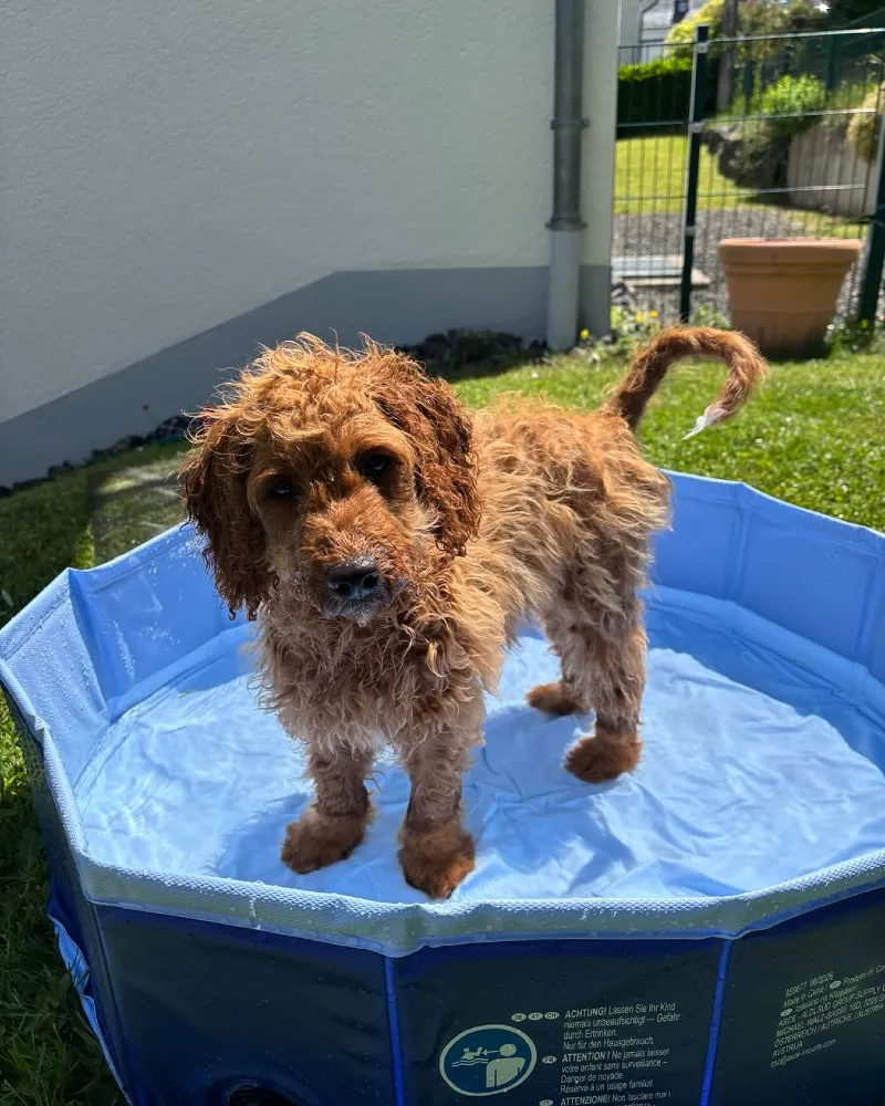 Foldable Segmented Blue Pet Pool on a Sunny Yard Corner