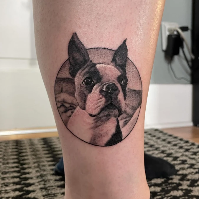 Framed Boston Terrier Portrait With Breaking Borders
