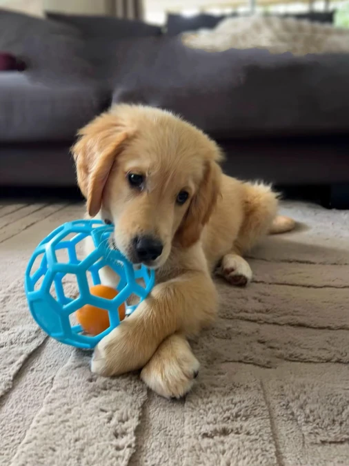 Geometric Rubber Toys on Plush Carpets