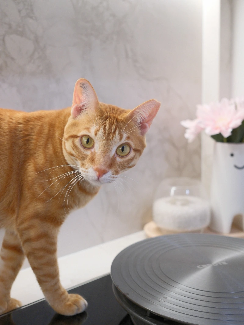 Ginger Tabby Exploring the Kitchen
