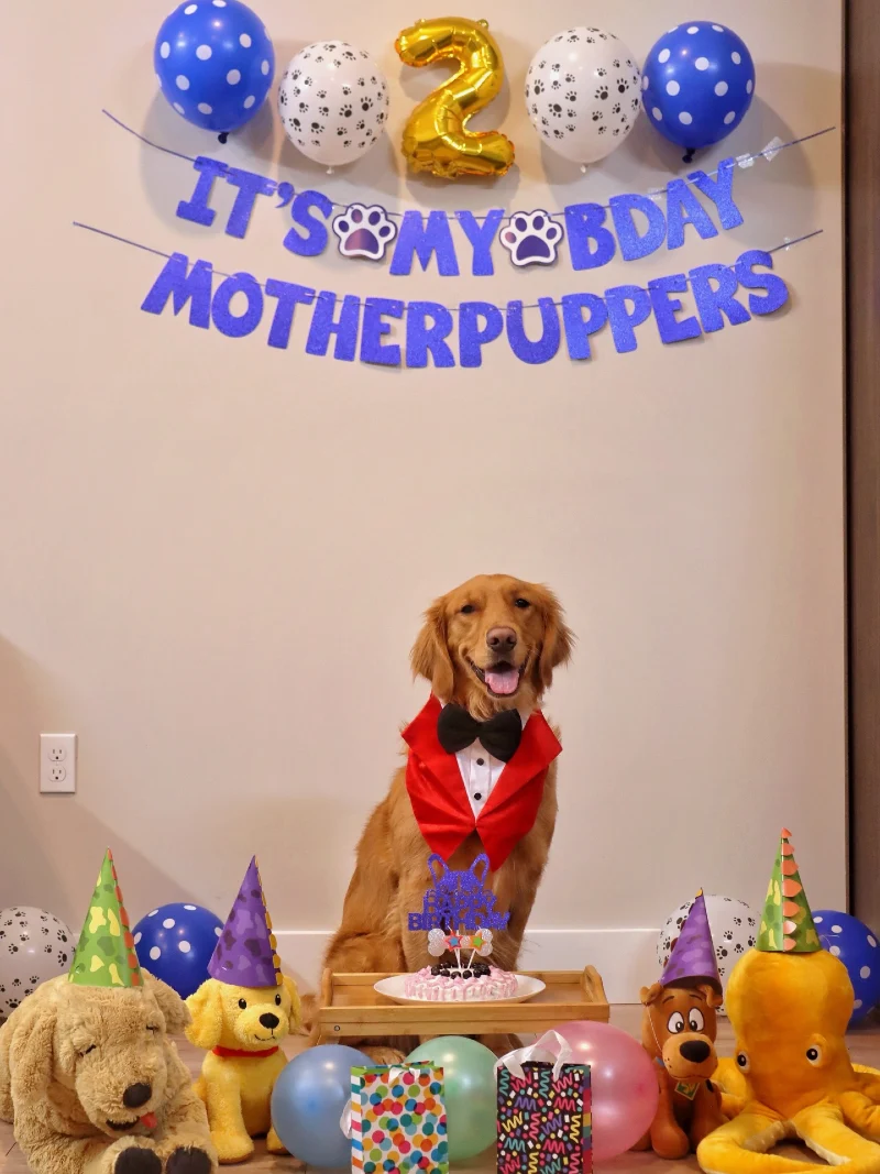 Glittering Blue Script Banners with Golden Retriever Tuxedo Portrait and Character Plush Border