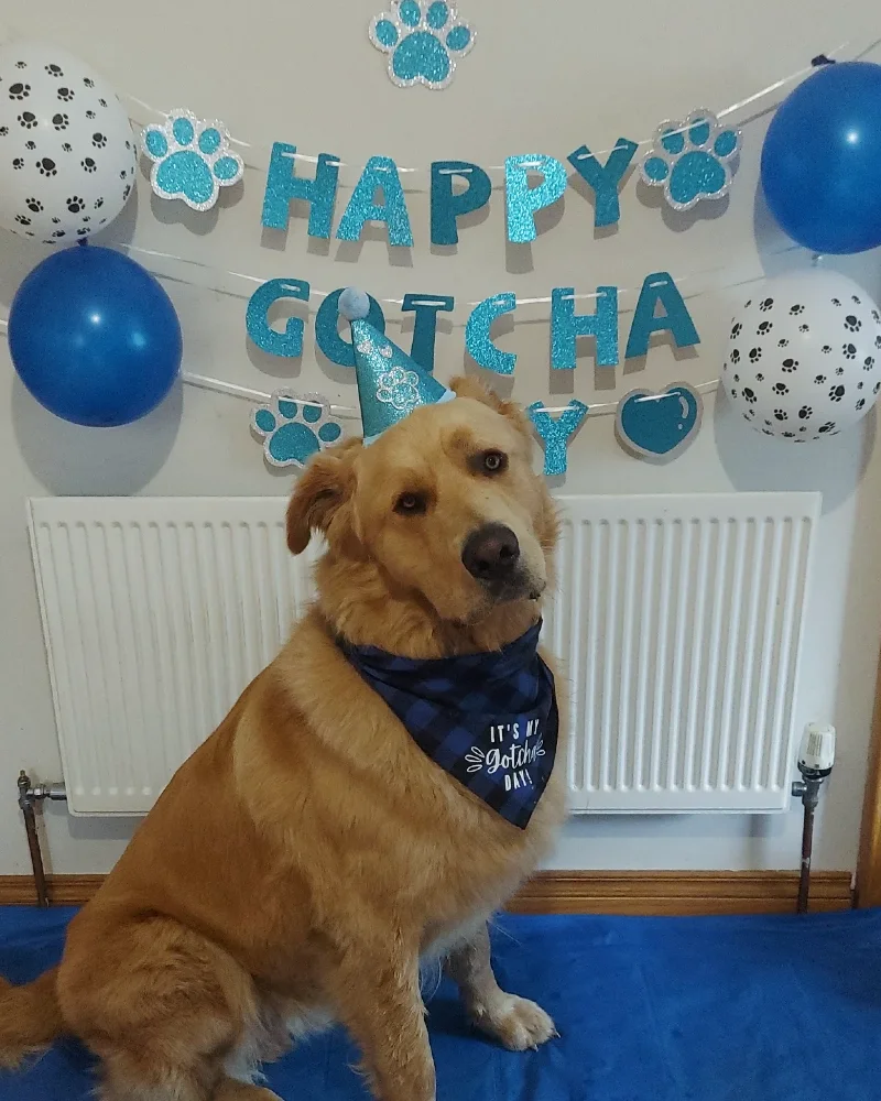 Glittery Turquoise Gotcha Banner with Blue Buffalo Plaid Bandana and Radiator Backdrop