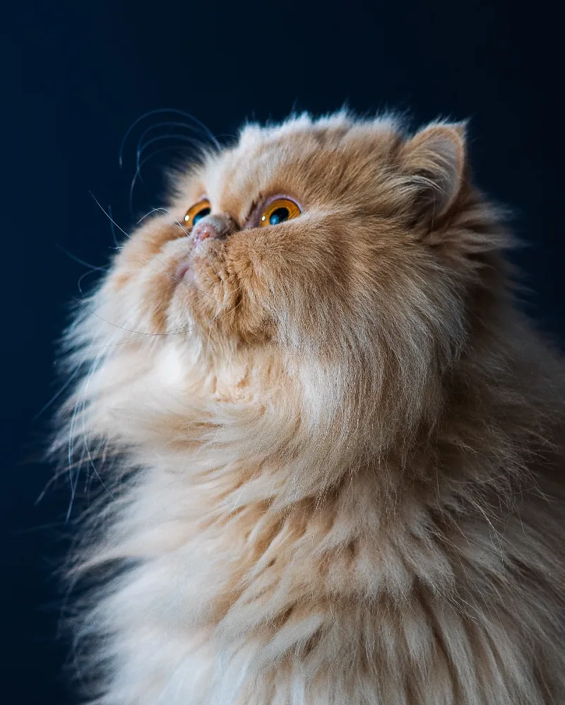 Golden Persian Cat in High-Contrast Studio Portrait