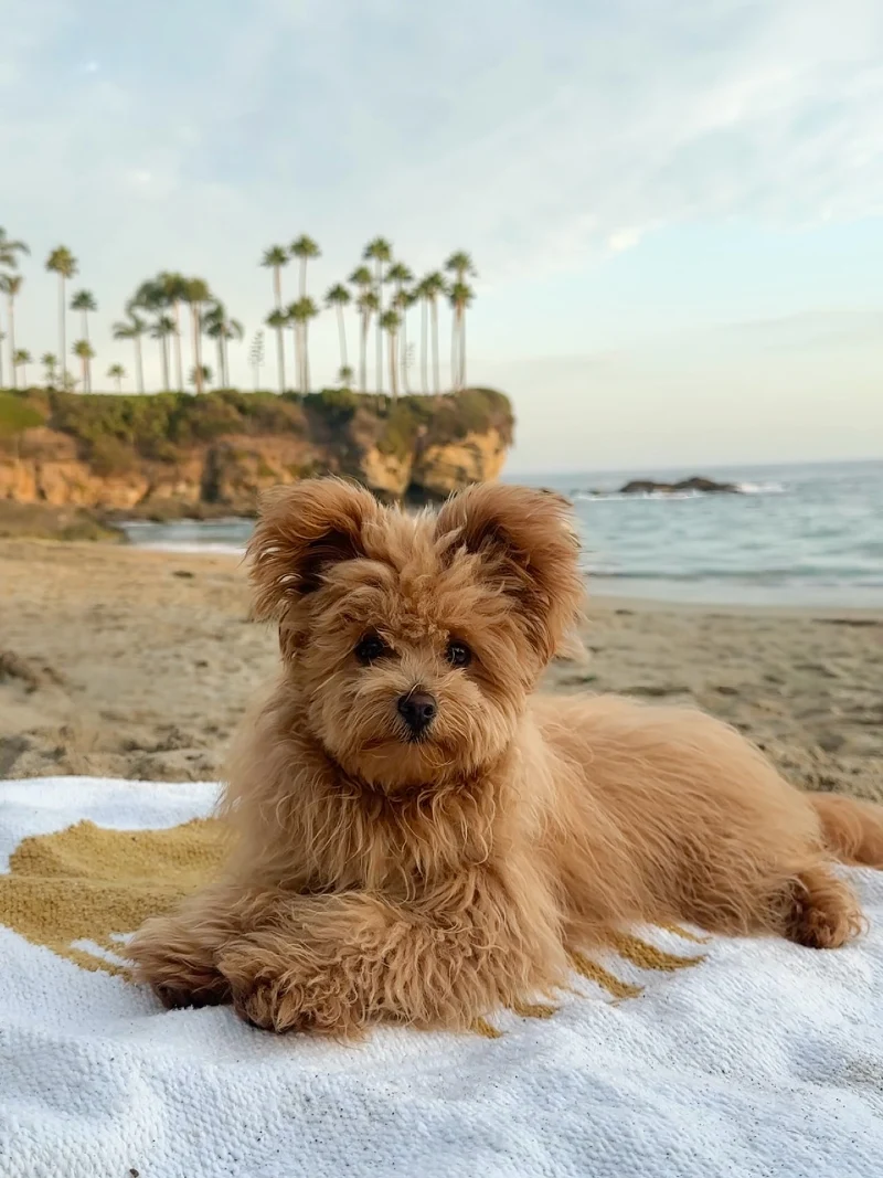 Golden retriever-colored pomapoo relaxing on a beach towel