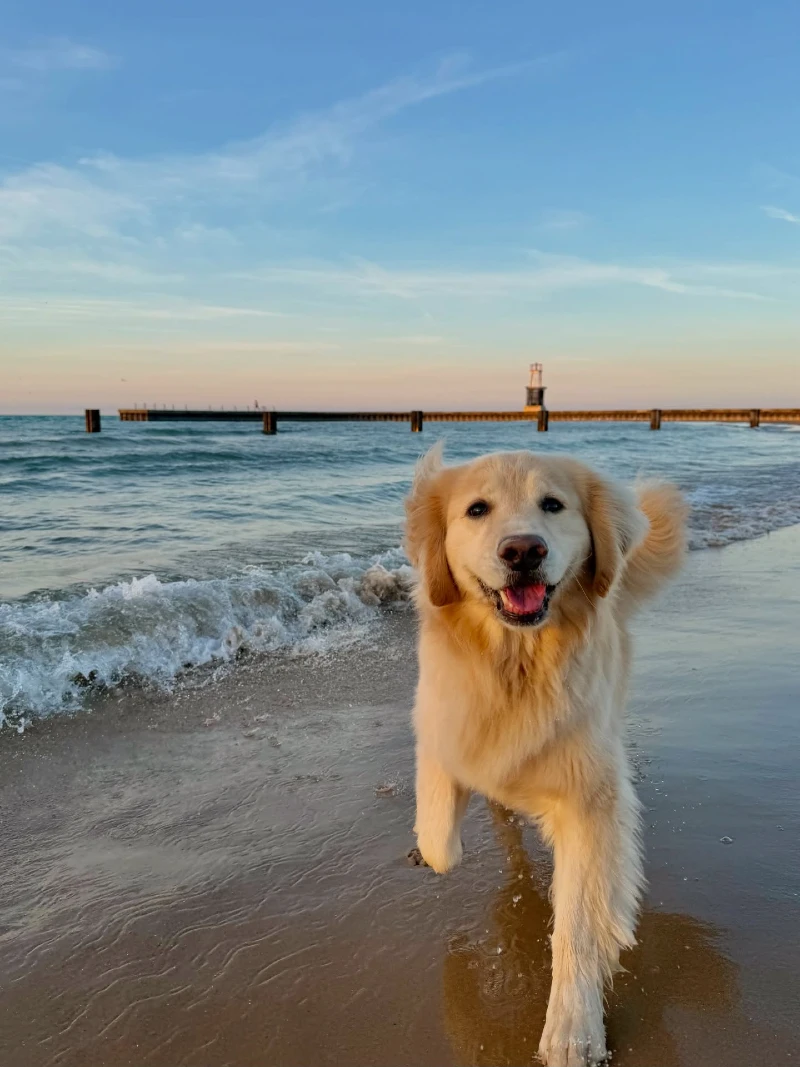 Golden retriever running along the surf