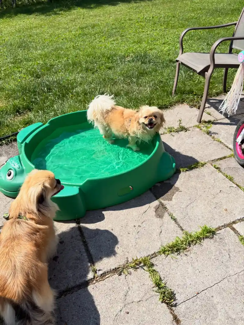 Green Turtle Plastic Sandbox Pool on a Concrete Paver Patio