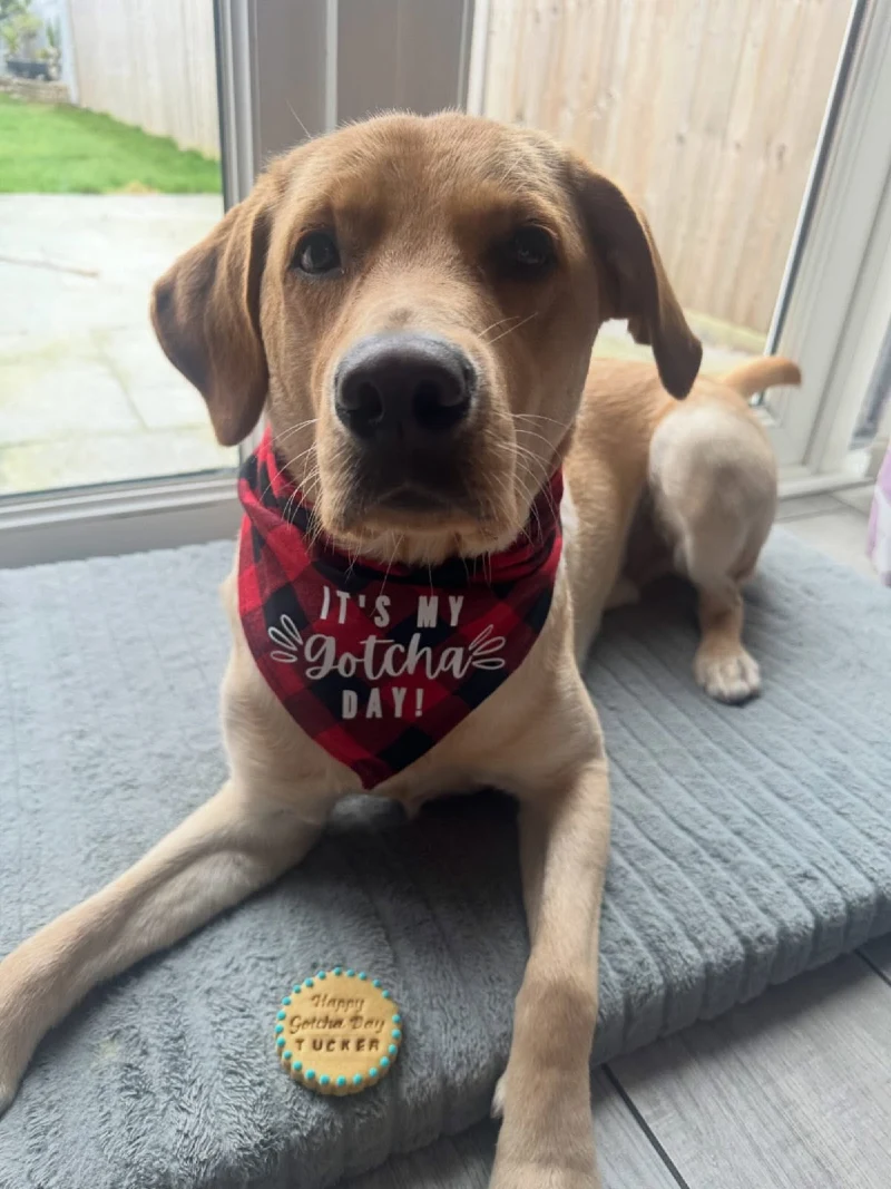 Grey Plush Dog Mat with Red Buffalo Plaid Bandana and Custom Iced Biscuit