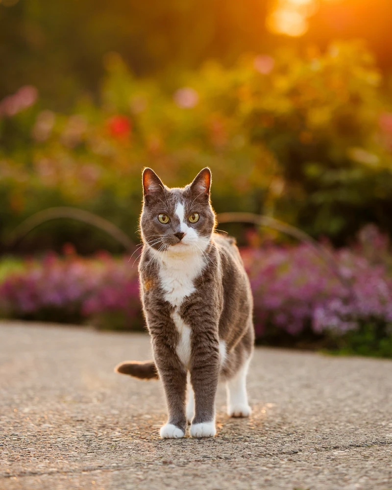 Grey-and-White Cat in Glowing Golden Hour