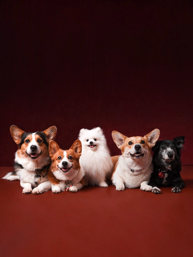 Group Portrait of Five Pets Against a Deep Burgundy Backdrop