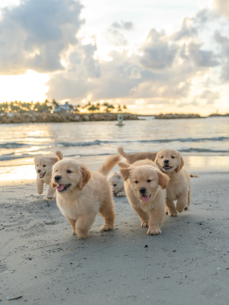 Group of golden retriever puppies exploring the shoreline