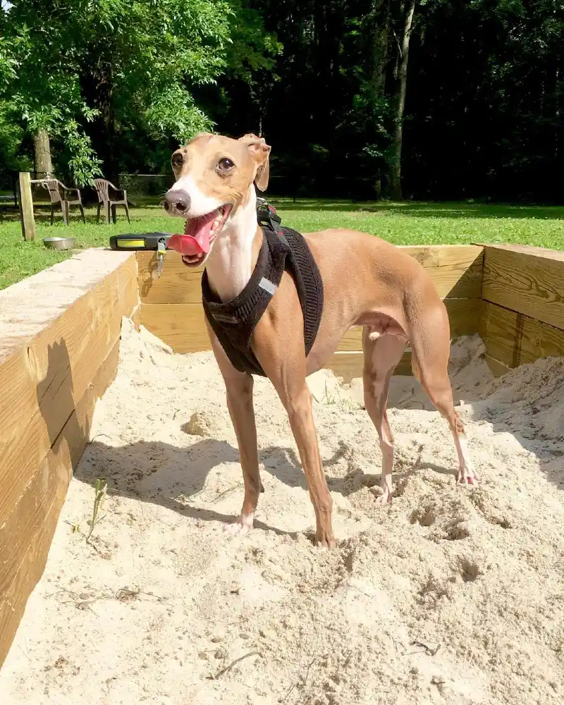 High-Sided Retaining Wall Timber Sandbox on an Open Lawn