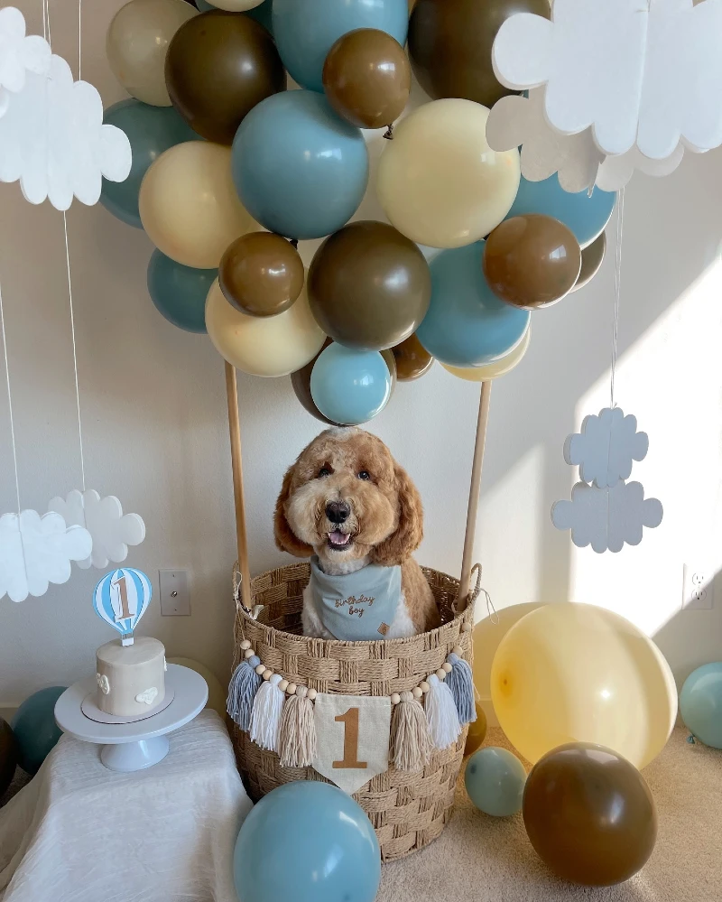Hot Air Balloon Basket Setup with Blue and Brown Latex Balloon Cluster and Hanging Cloud Cutouts