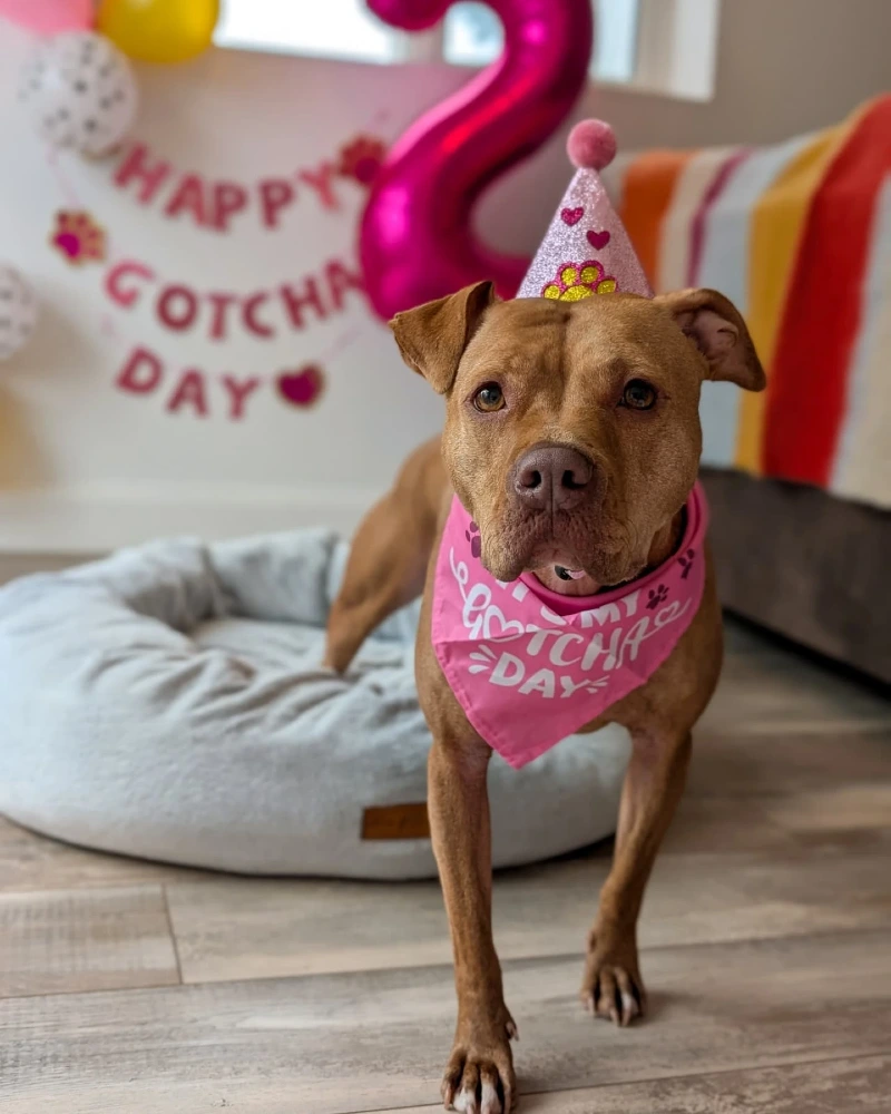 Hot Pink Number Two Balloon with Plush Grey Donut Bed and Striped Sofa Throw