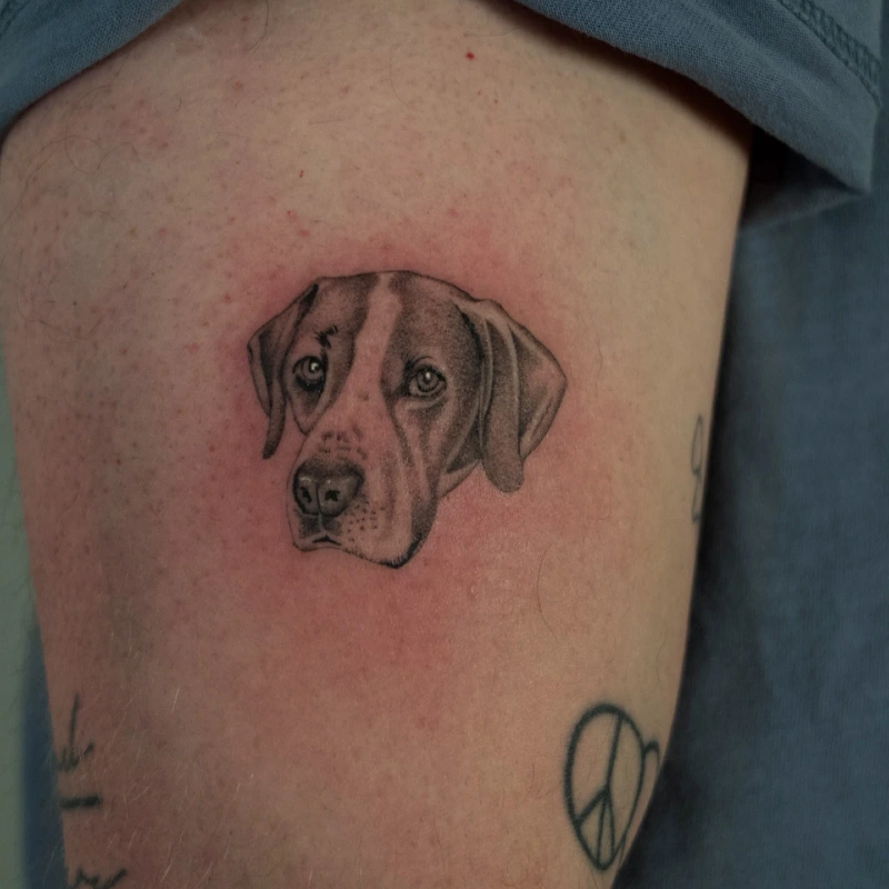 Illustrated Fine-Line Pointer Portrait with Stippled Shading and Distinct Whisker Details