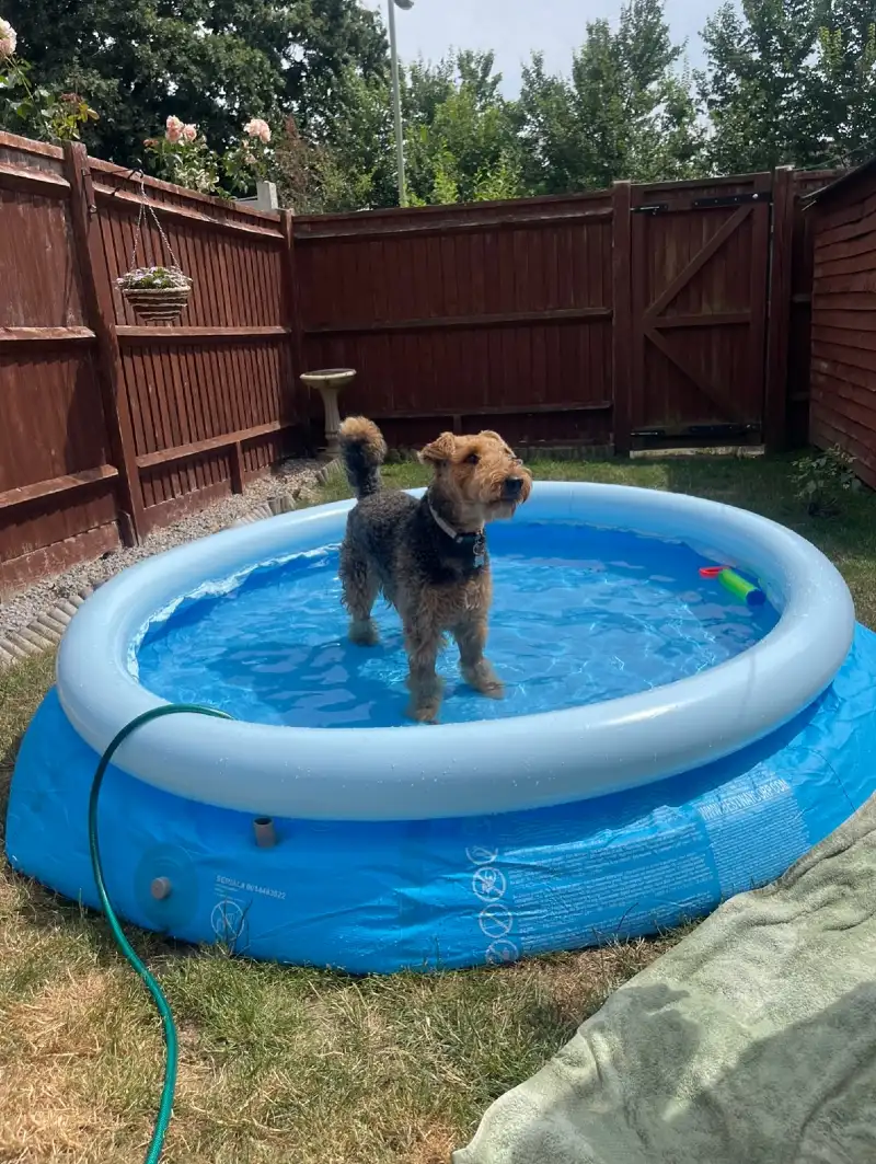 Inflatable Easy-Set Pool on a Grassy Fenced Lawn
