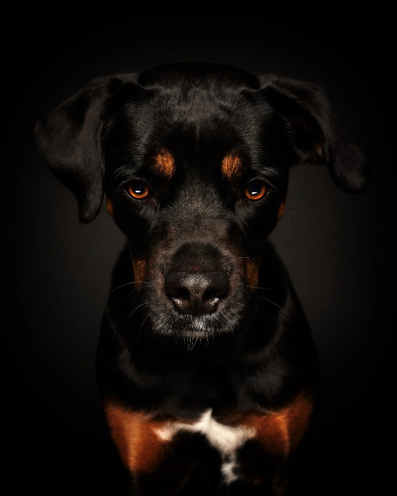 Intense Close-Up of a Black and Tan Dog on a Shadowy Background