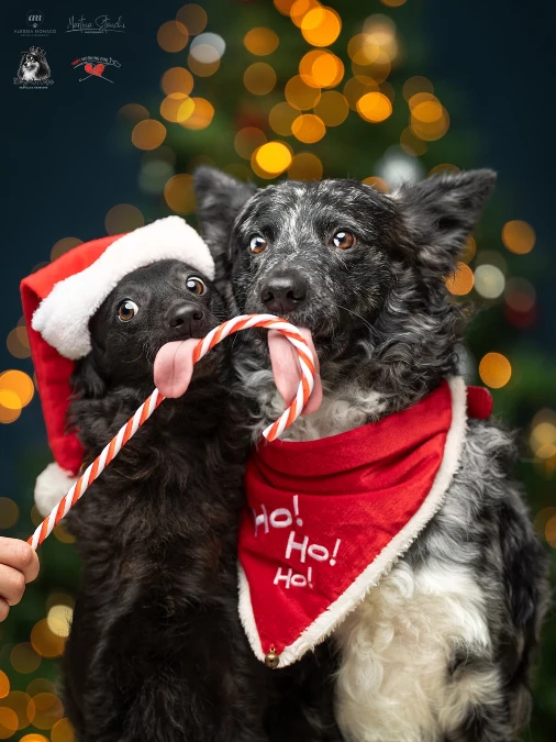 Interactive Candy Cane Portraits