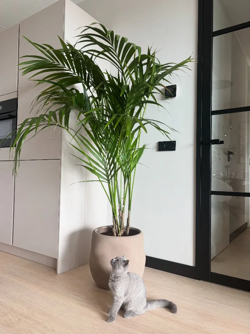 Large Areca Palm in an Earthy Terracotta Pot with a Grey British Shorthair Cat Below