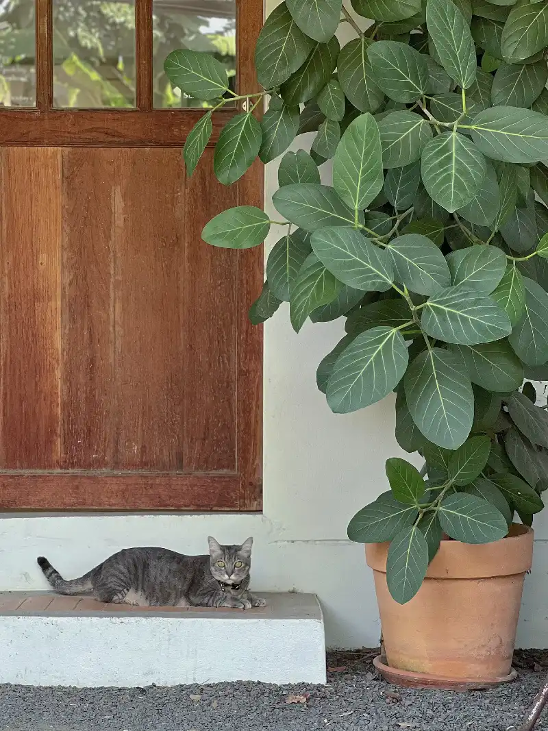 Large Broad-Leaved Plant in a Classic Terracotta Pot Beside a Wooden Entryway Door with a Tabby Cat