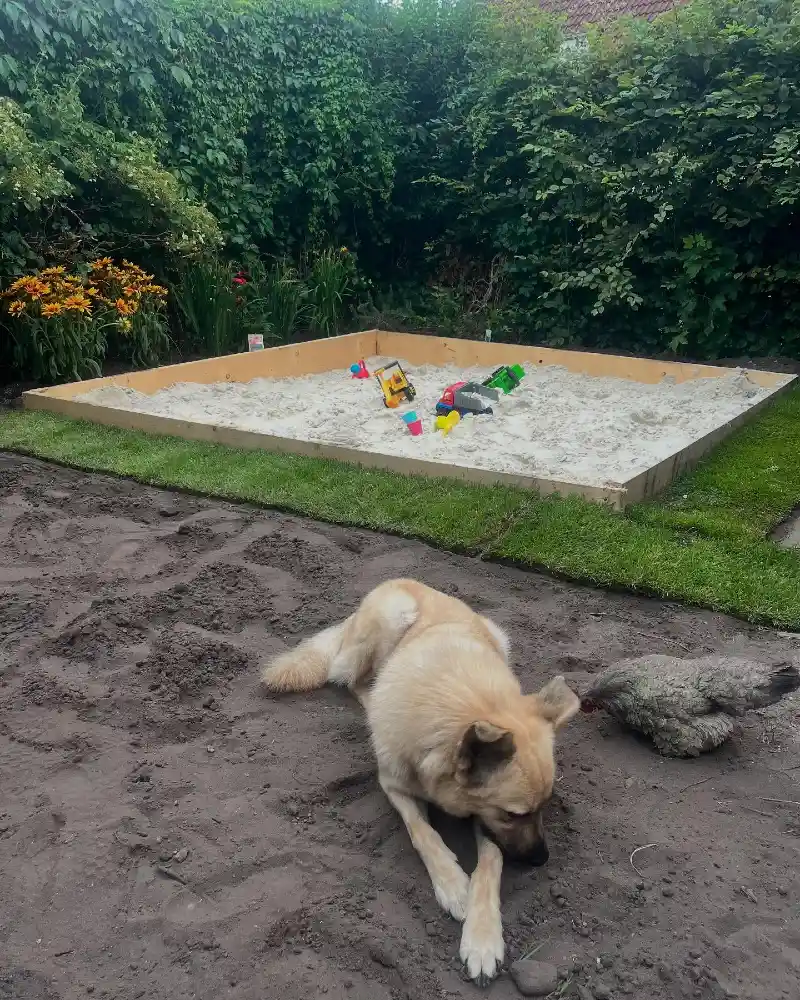 Large Square Plywood Sandbox Filled with White Sand in a Garden Border