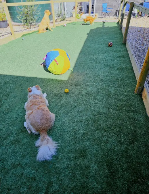 Long Fenced Turf Play Area