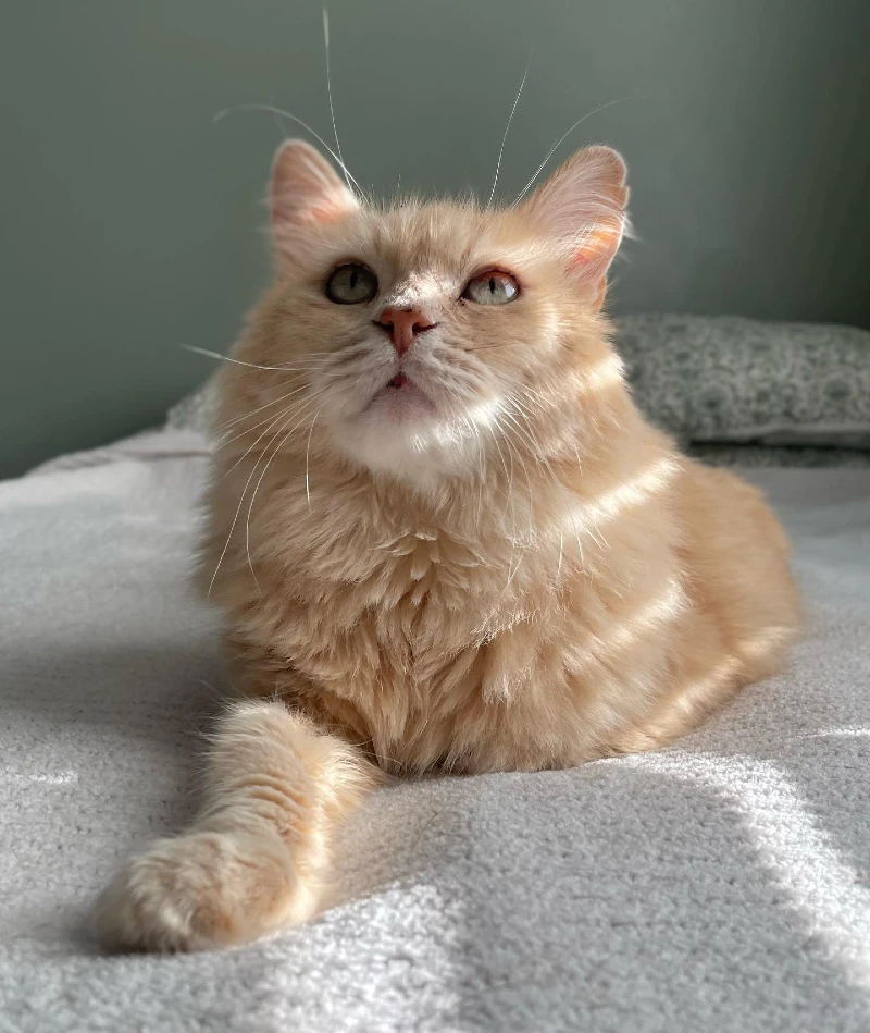 Long-Haired Cat Sunbathing on Bedding