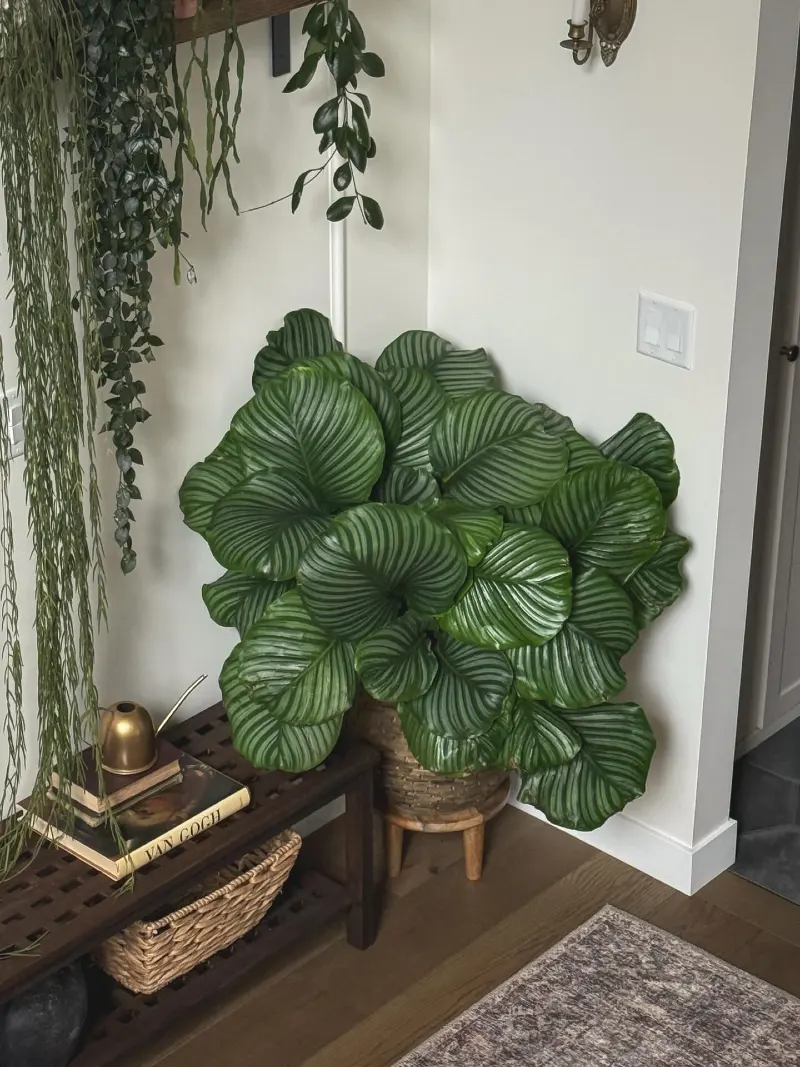 Massive Calathea Orbifolia in a Woven Basket Stand Next to a Dark Wooden Entryway Bench