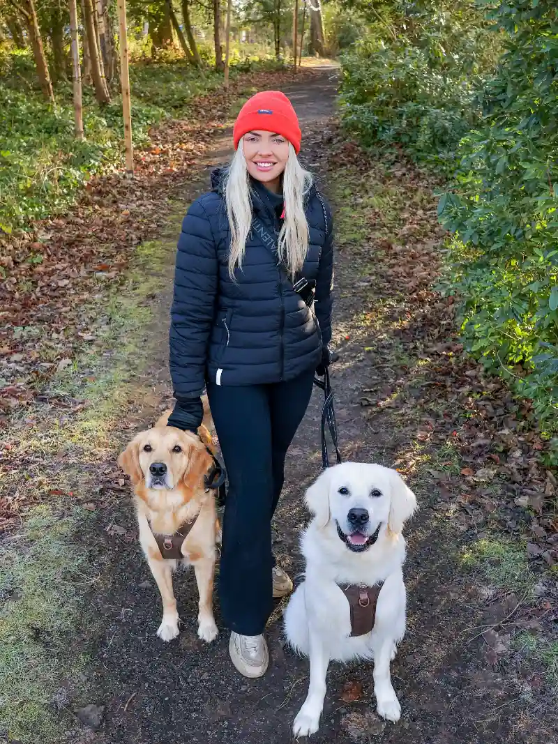Matching Brown Harnesses on Twin Golden Retrievers with Winter Trail Activewear