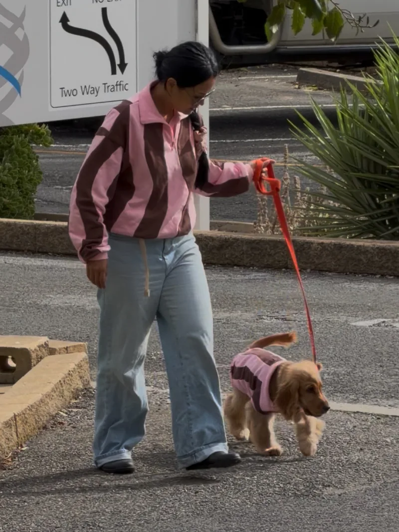 Matching Pink and Brown Striped Sweaters on a Cocker Spaniel and Owner