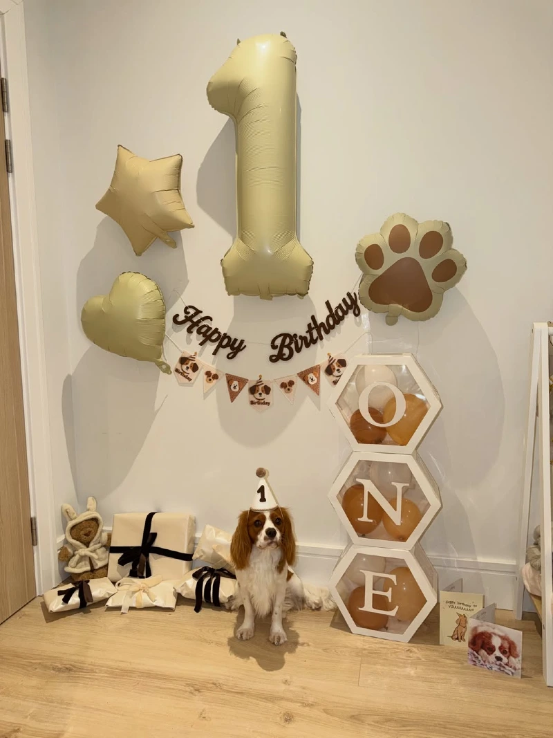Matte Sage Number One Balloon with Stacked Hexagonal Letter Boxes and Cavalier Spaniel
