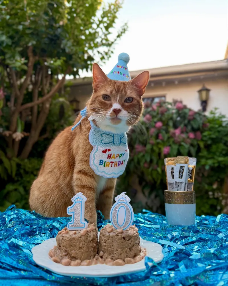Meat Paste Birthday Cakes with Glitter Numeral Candles and Blue Tinsel Table Scape