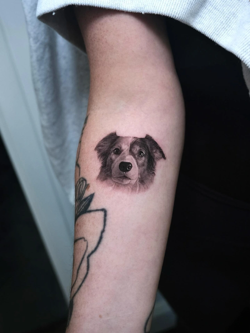 Micro-Realism Border Collie Portrait with Soft Shading and Detailed White Highlights