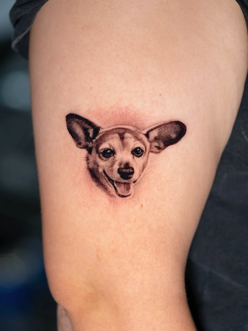 Micro-Realism Chihuahua Portrait with Wide Set Ears and Soft Vignette Backing