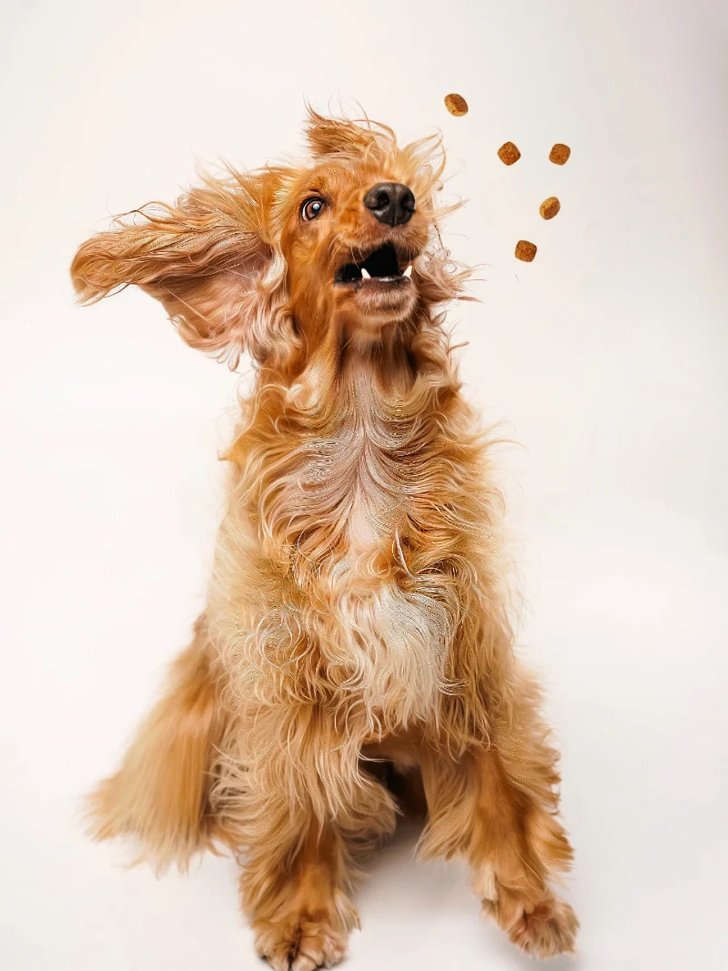 Mid-Air Treat Catch on a Clean White Backdrop