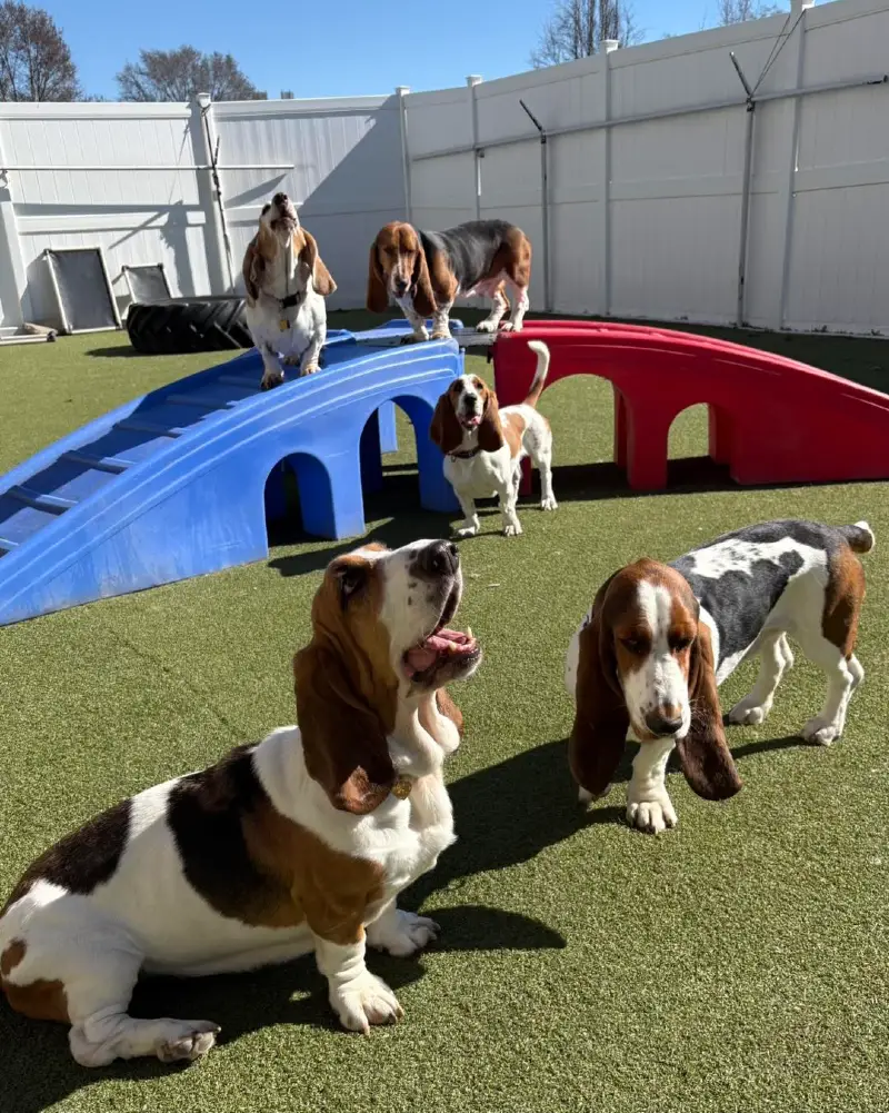 Molded Plastic Play Bridges with Arch Crawl Tunnels on Artificial Turf