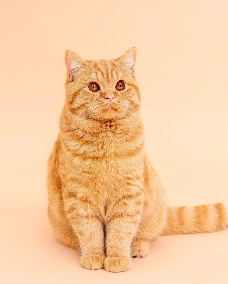 Monochromatic Ginger Cat on Matching Backdrop