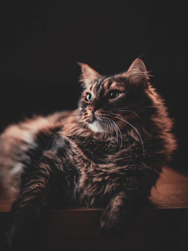 Moody Portrait of a Long-Haired Tabby