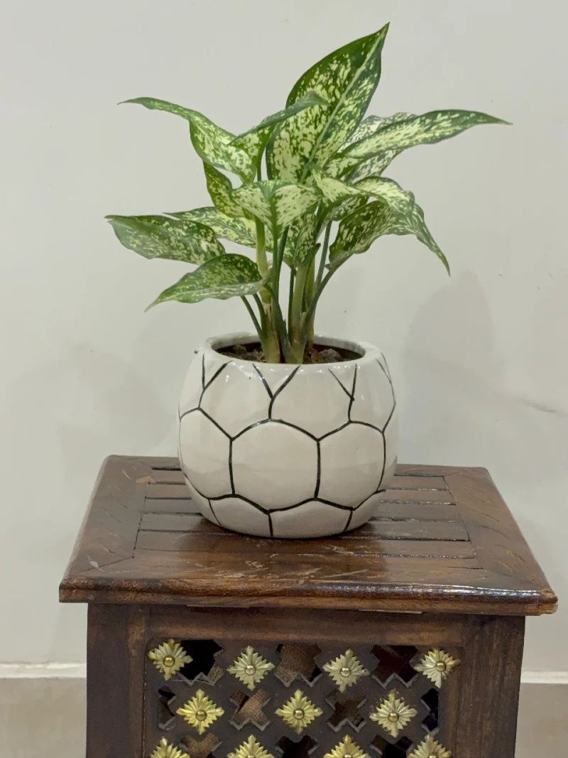 Mottled Dieffenbachia Plant in a Hexagonal Patterned Ceramic Pot on a Vintage Carved Wooden Stool