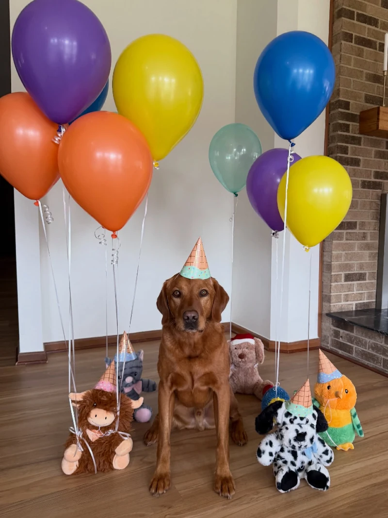 Multi-Colored Floating Balloon Bunch with Stuffed Animal Party Guests and Fireplace Hearth