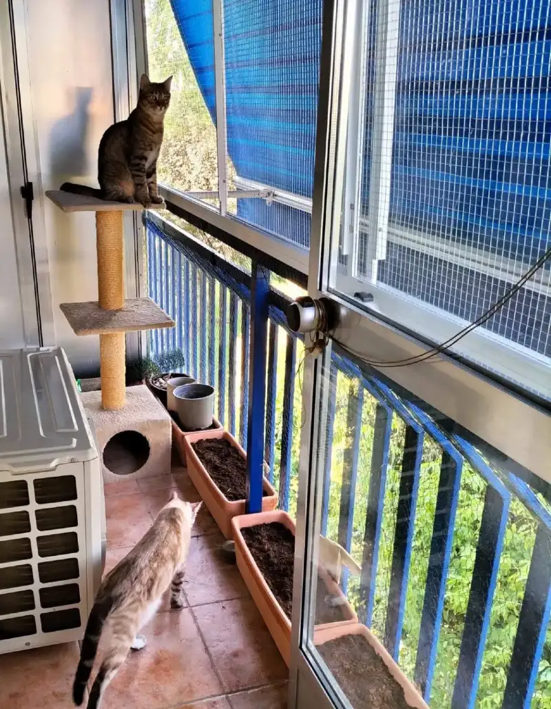 Multi-Tiered Tan Cat Tree with Terracotta Planter Boxes and Blue Railing Screen