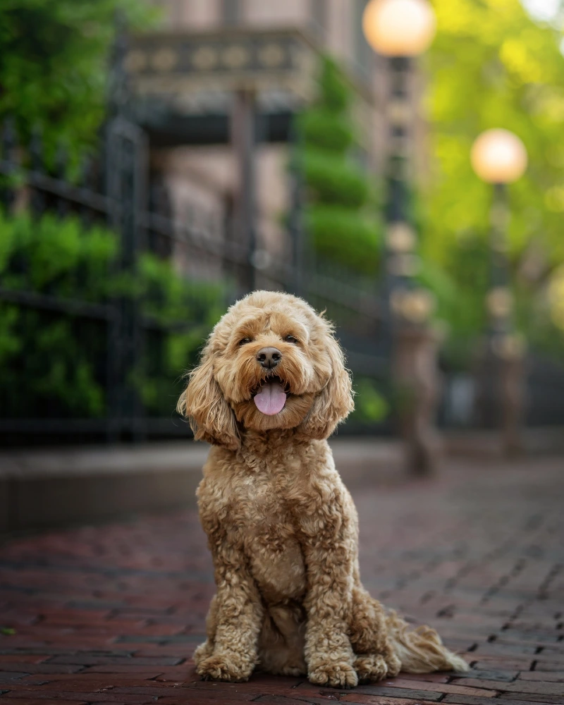 Natural Fluffy Coat on a Cavapoo along a Historic Cobblestone Street