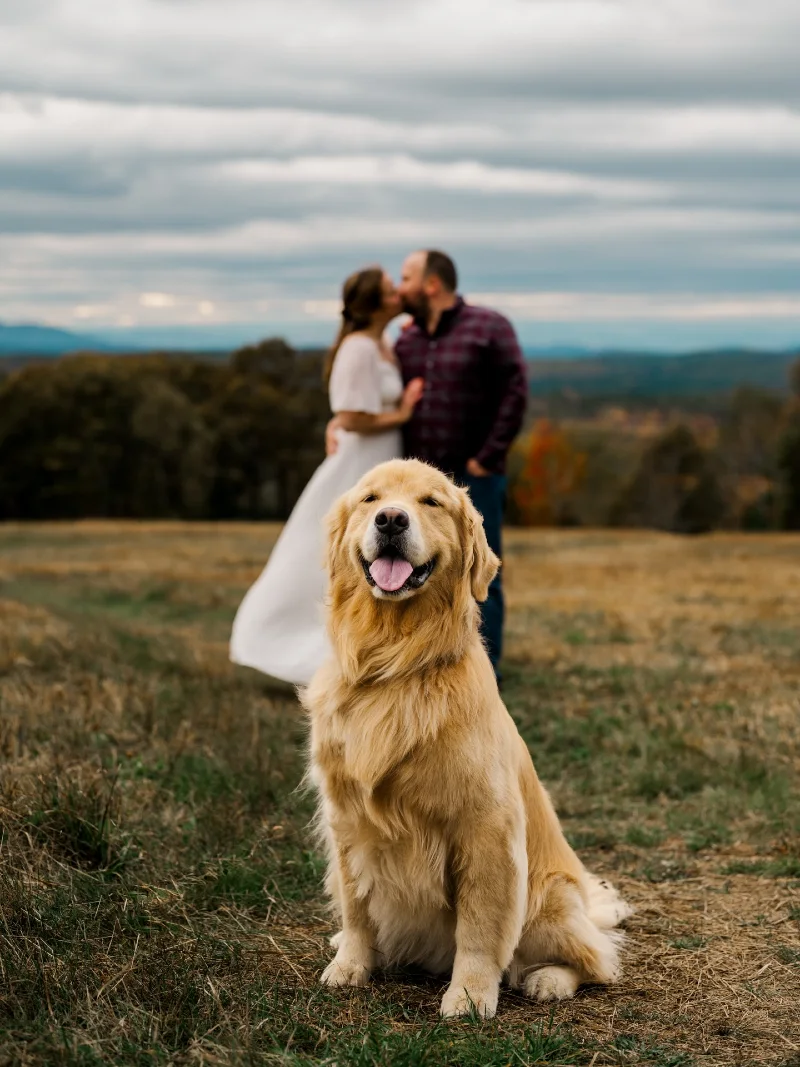 Natural Untethered Look on a Golden Retriever